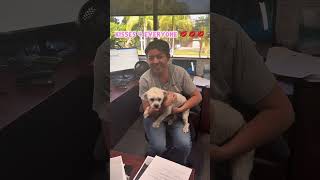 Video preview image #1 Maltipoo Puppy For Sale in Corona, CA, USA