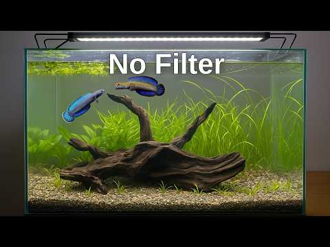 How To Make A Natural Planted Tank - No Filter, No Co2, No Fertilizer - Episode 1 - Day 1 to Day 15