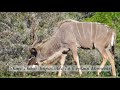 Hunting In South Africa Film Your Safari