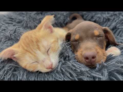 YouTube 썸네일