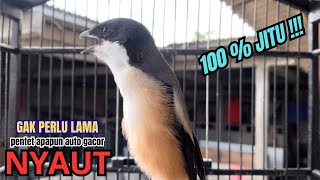 Download lagu cendet gacor ISIAN PANJANG MEWAH buat PANCINGAN CENDET AGAR BUNYI bikin BURUNG PENTET GACOR RESPON mp3