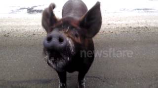 preview picture of video 'Motorist feeds a cookie to an escaped pig'
