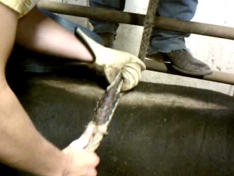 Bull Riding Chute Procedure 101