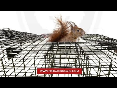 Predator Guard Squirrel Guard Trap   Humane Multi Catch Trap Review, Intricate Arrangement of Black