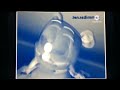 Irish Gummy Bear Song In G Major 65