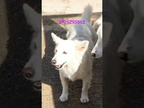 Regalo Una famiglia per la dolcissima Mary