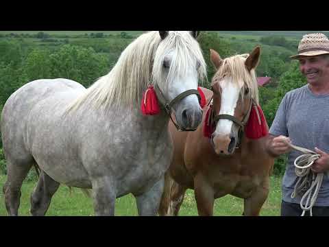 Caii lui Ionut de la Calata, Cluj - 2023 Nou!!!