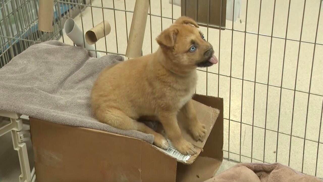 The Uplift: Peanut the puppy