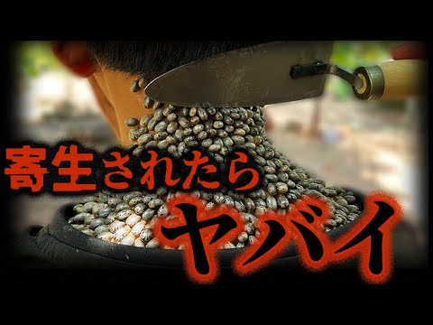 嫌だけど本当:だから魚の缶詰に寄生虫がいるのは良い兆候だ