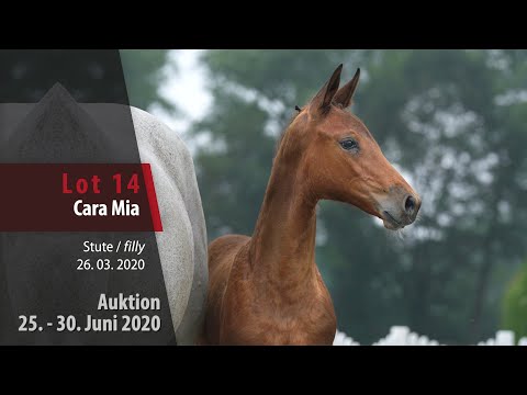 Online Auktion 25. - 30. Juni 2020: Lot 14 Cara Mia Stute v. Comme il faut NRW - FAN Holland