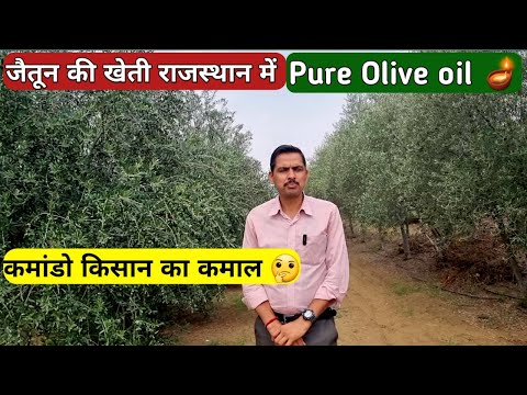👍कमांडो किसान का कमाल 🤔। जैतून की खेती। Olive oil Farming In Rajasthan.