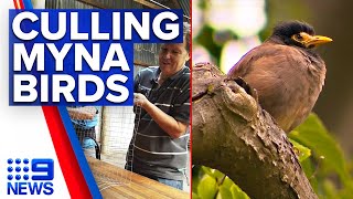 Victorian community groups take to culling myna birds | 9 News Australia
