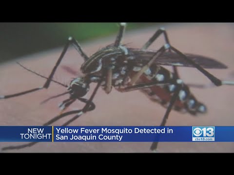 Yellow Fever Mosquito Detected In San Joaquin County