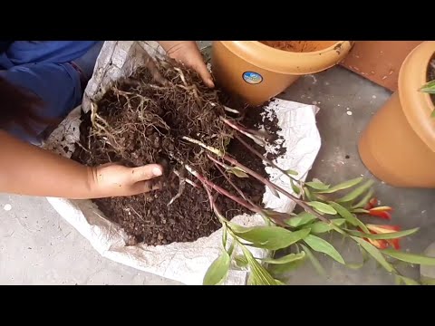 How do you divide Alstroemeria tubers? | How do you divide Peruvian lilies?