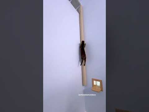 Raja loves to climb up her pole 😋 #cat