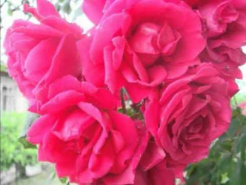 Gole Sonbol - Fereidoun Farrahi