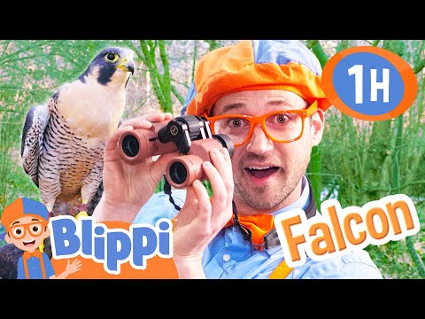 Blippi Meets a Falcon in Real Life! 1 Hour of Animal Stories for Kids