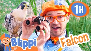 Blippi Meets a Falcon in Real Life! 1 Hour of Animal Stories for Kids