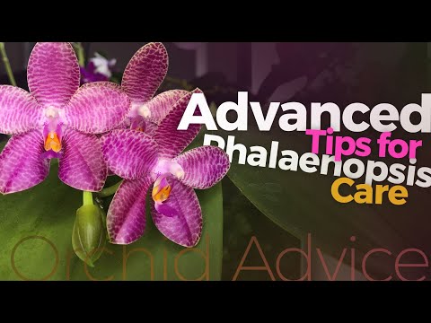 Phalaenopsis care & culture: advanced tips and tricks for growing summer & winter blooming types