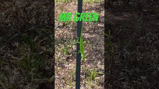 Mr Green #lizard #lizardlife #shorts #lizardlove #green #nature