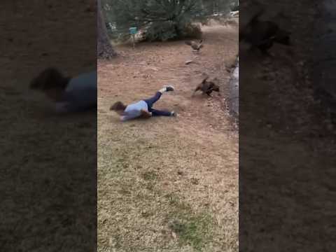 HUND ZIEHT BESITZER IN DEN SEE 😂 DOG DRAWS OWNER INTO THE LAKE😂 #dog #dogs #meme  #lol #funny