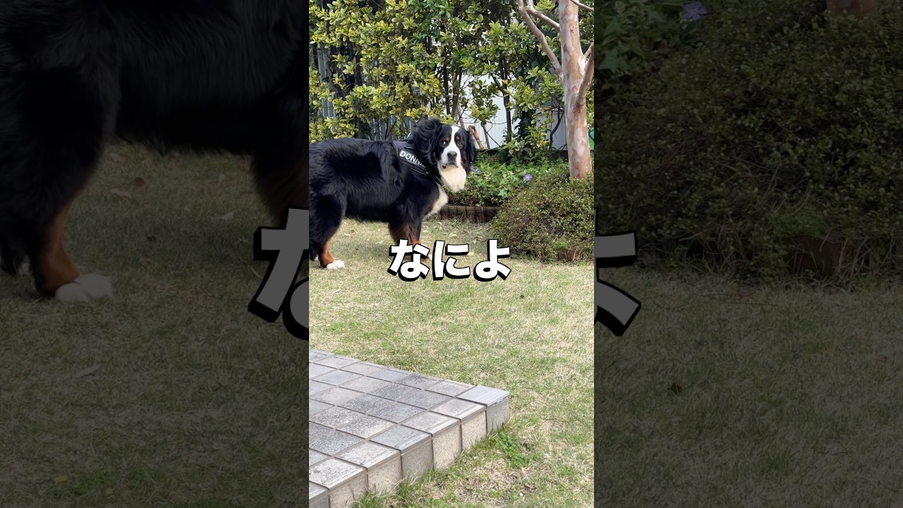 ばぁばんちはサラダバー🥗 #バーニーズマウンテンドッグ #なによ