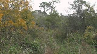 preview picture of video 'exploring indian burial site in titusville'