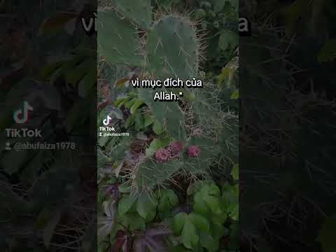 #141 KHI LÀM SADAQAH THÌ ĐỪNG HOÀI NGHI