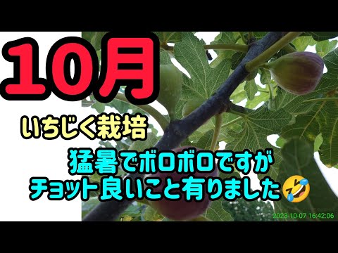 園芸 10種類のイチジクの木