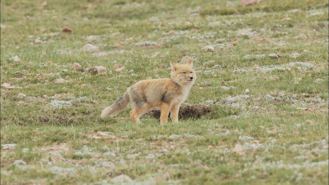 Cámaras captan la riqueza de la vida silvestre en la Reserva Natural Nacional de Changtang