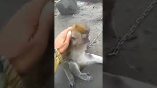 Download lagu Monyet lucu bikin ngakak mp3 Download lagu Monyet lucu bikin ngakak mp3