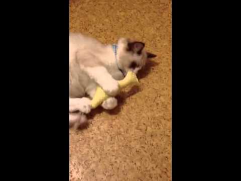 Ragdoll kitten playing and sneezing