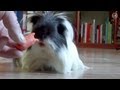 Guinea Pig Eating Carrot Meerschwein Merlin Frisst Möhre HD