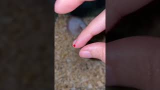 Download lagu Di Gigit Tutu 😭 | Di Gigit Hamster mp3 Download lagu Di Gigit Tutu 😭 | Di Gigit Hamster mp3