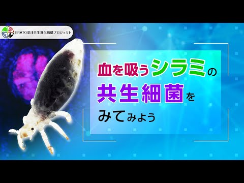 Astragalus amphioxys var amphioxys