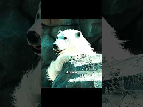 Zoo oszukało wszystkich swoimi fałszywymi zwierzętami...