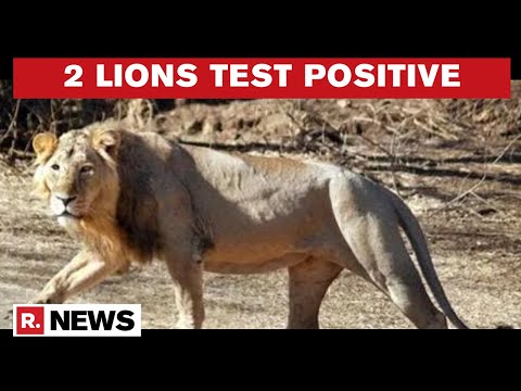 UP: Lion At Etawah Safari Park Tests COVID+ve Days After 8 Asiatic Lions Contracted The Virus