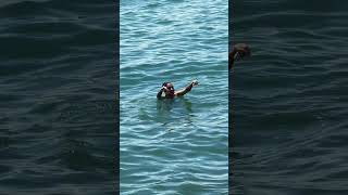 🏝️  🇧🇷 Beach Walk, Ilhabela | São Paulo, Brazil #shorts