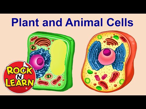 animal-cells-labeled-for-kids Mp4 3GP Video & Mp3 Download unlimited Videos Download animal-cells-labeled-for-kids Mp4 3GP Video & Mp3 Download unlimited Videos Download