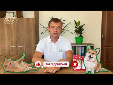 Відео превʼю