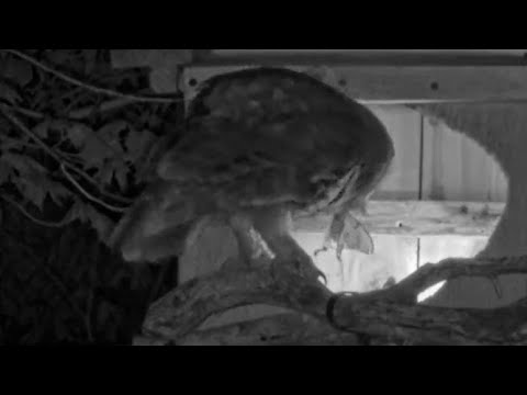 Luna Moth Delivered To Owlets At The Barred Owl Nest – May 3, 2025