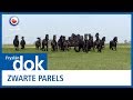 FRYSLÂN DOK: Zwarte parels
