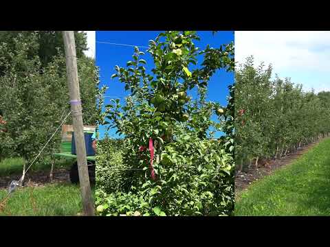 MFGA Annual Summer Meeting - Stop 3, chemical fruit thinning experiment(s)