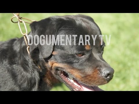 THE HISTORY OF THE ROTTWEILER