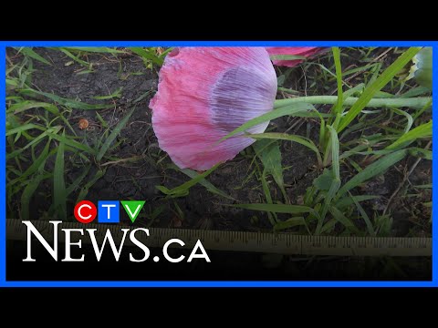 60,000 opium poppy plants seized in Edmonton