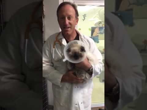 Post Op Cats