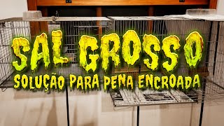Sal grosso na muda de penas