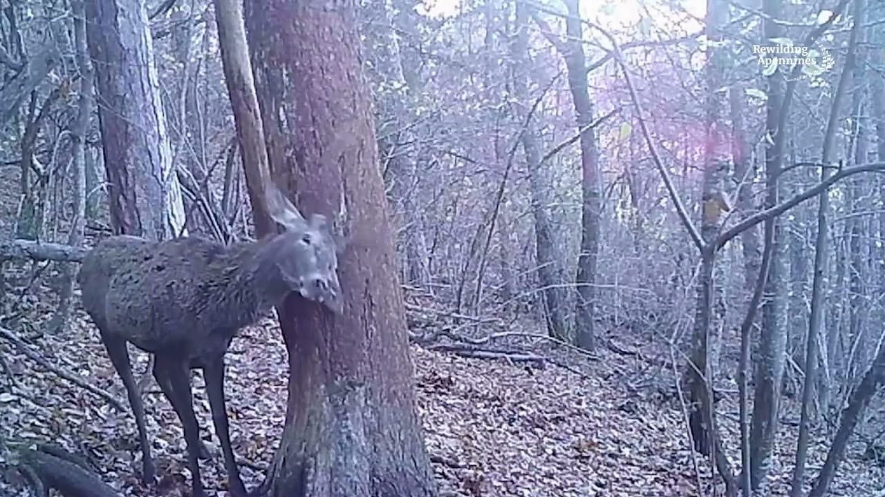 Rub trees