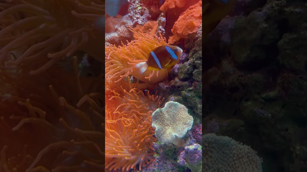 YouTube Short thumbnail