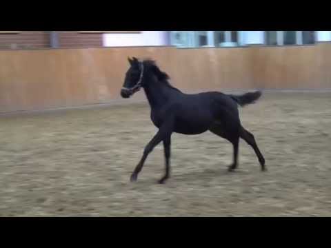 Diatendro-Sir Caletto filly * 2015